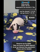 Everest, a male Poodle - Toy  for sale in Tucson, AZ – 1 of 1