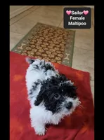 Sailor*1000 take home, a female Maltipoo for sale in Tucson, AZ – 3 of 5