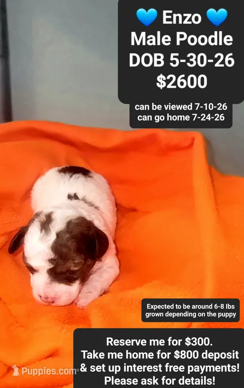 Enzo – Poodle - Toy  puppy for sale in Tucson, AZ