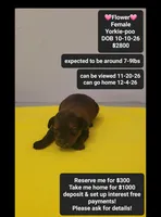 Flower, a female Yorkipoo for sale in Tucson, AZ – 1 of 3