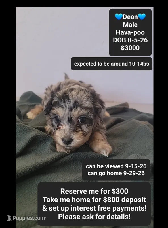Dean*800 take home – Havanese, Poodle - Toy  puppy for sale in Tucson, AZ