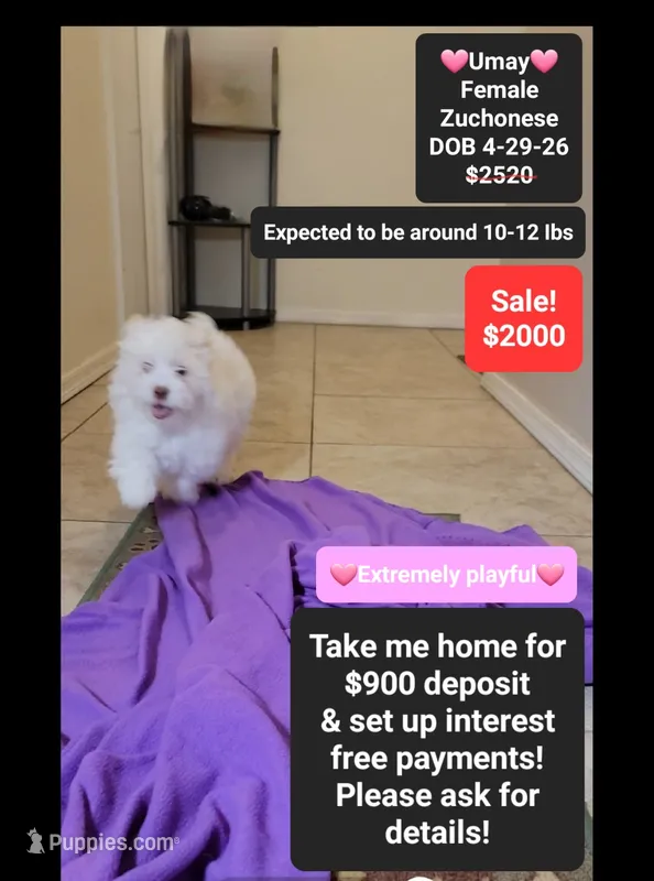 Umay*900 take home – Havanese, Shichon puppy for sale in Tucson, AZ