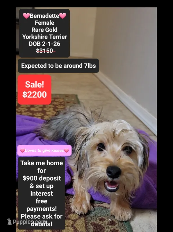 Bernadette*900 take home – Yorkshire Terrier puppy for sale in Tucson, AZ