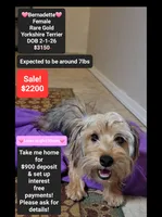 Bernadette*900 take home, a female Yorkshire Terrier for sale in Tucson, AZ – 1 of 3