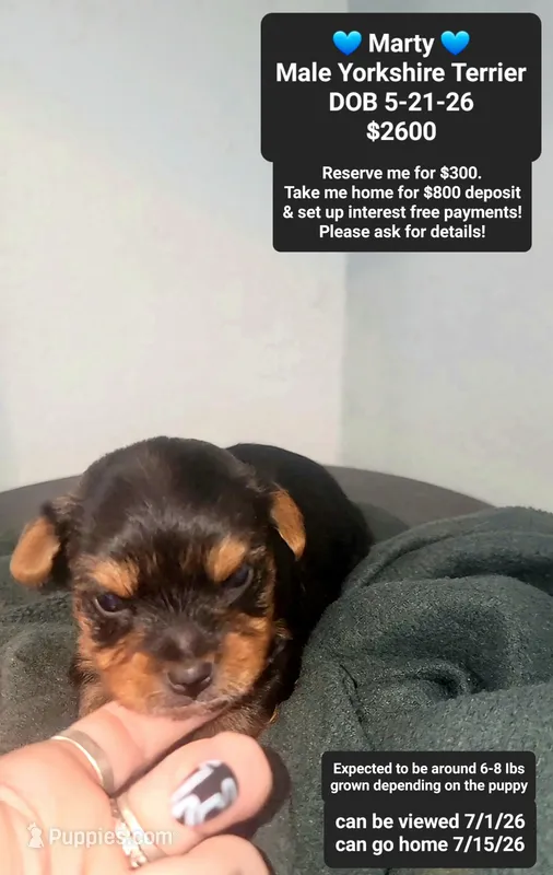Marty – Yorkshire Terrier puppy for sale in Tucson, AZ
