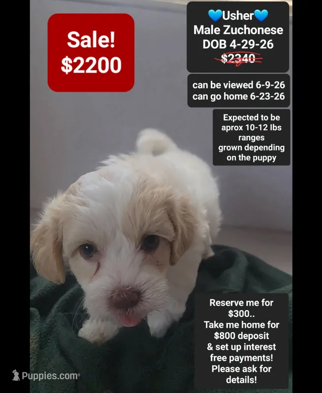 Usher – Havanese, Shichon puppy for sale in Tucson, AZ