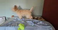 Lado, a male Havapoo for sale in Tucson, AZ – 3 of 4