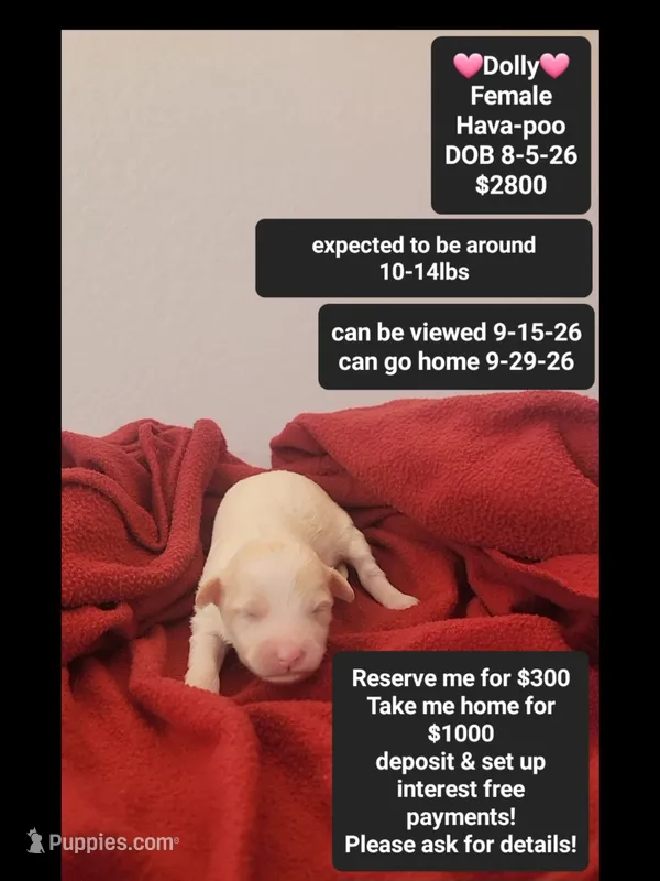 Dolly – Havanese, Poodle - Toy  puppy for sale in Tucson, AZ