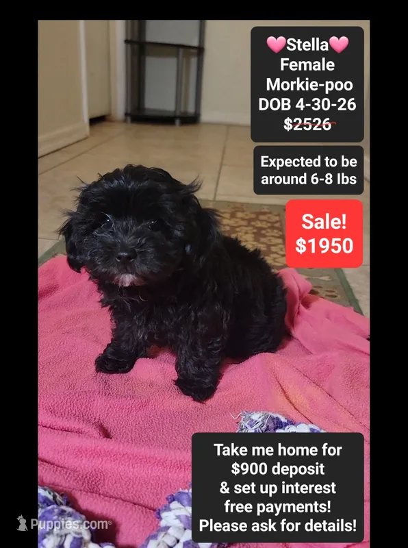Stella*900 take home – Poodle - Toy , Morkie puppy for sale in Tucson, AZ