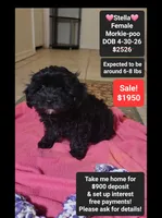 Stella*900 take home, a female Poodle - Toy  and Morkie for sale in Tucson, AZ – 1 of 3