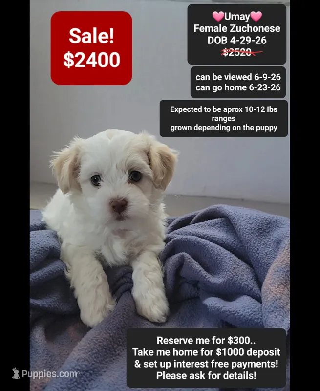 Umay – Havanese, Shichon puppy for sale in Tucson, AZ