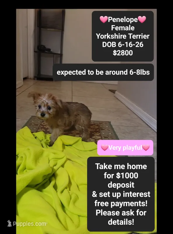 Penelope*$1000 take home – Yorkshire Terrier puppy for sale in Tucson, AZ