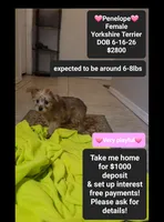 Penelope*$1000 take home, a female Yorkshire Terrier for sale in Tucson, AZ – 1 of 3