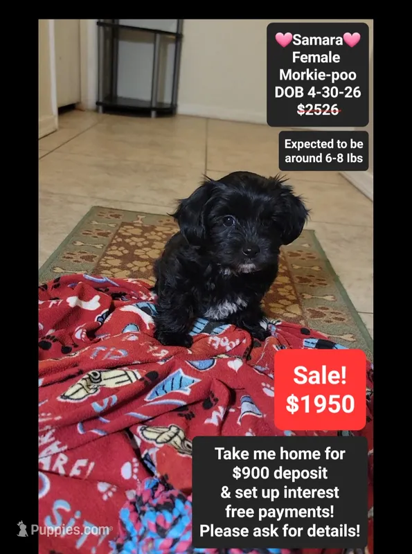 Samara*900 take home – Poodle - Toy , Morkie puppy for sale in Tucson, AZ