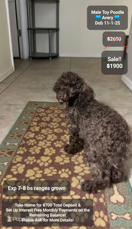 Avery – Poodle - Toy  puppy for sale in Tucson, AZ