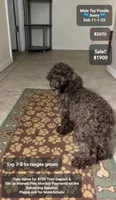 Avery, a male Poodle - Toy  for sale in Tucson, AZ – Photo 1 of 2