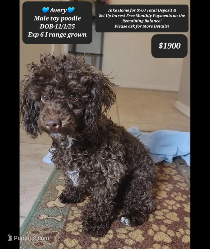 Avery – Poodle - Toy  puppy for sale in Tucson, AZ