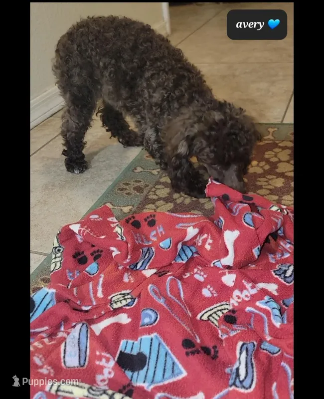 Avery – Poodle - Toy  puppy for sale in Tucson, AZ