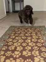 Avery, a male Poodle - Toy  for sale in Tucson, AZ – Photo 2 of 2