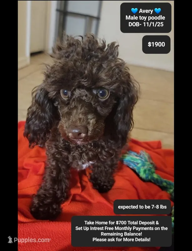 Avery – Poodle - Toy  puppy for sale in Tucson, AZ