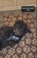 Avery, a male Poodle - Toy  for sale in Tucson, AZ – Photo 3 of 3