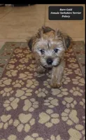 Placey , a female Yorkshire Terrier for sale in Tucson, AZ – Photo 2 of 3