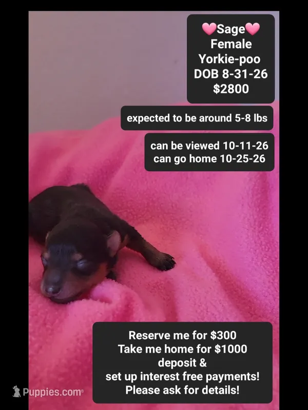 Sage*1000 take home – Yorkshire Terrier, Poodle - Toy  puppy for sale in Tucson, AZ