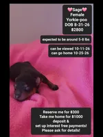 Sage*1000 take home, a female Yorkshire Terrier and Poodle - Toy  for sale in Tucson, AZ – 1 of 3