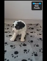 Everest, a male Poodle - Toy  for sale in Tucson, AZ – 2 of 3