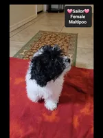 Sailor*1000 take home, a female Maltipoo for sale in Tucson, AZ – 2 of 5