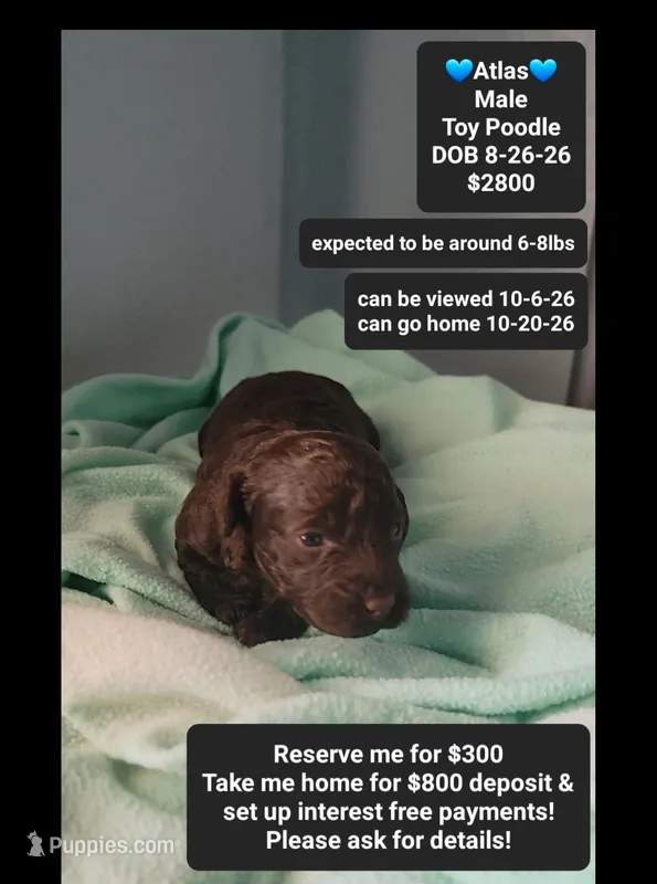 Atlas – Poodle - Toy  puppy for sale in Tucson, AZ