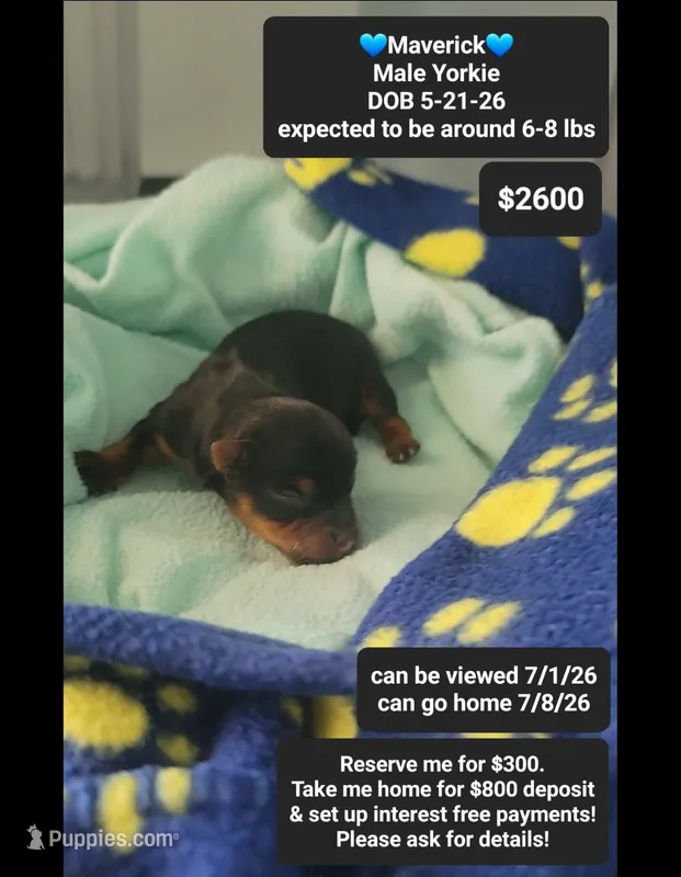 Maverick – Yorkshire Terrier puppy for sale in Tucson, AZ