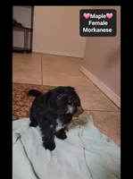 Maple*$1000 take home, a female Havanese and Morkie for sale in Tucson, AZ – 3 of 3