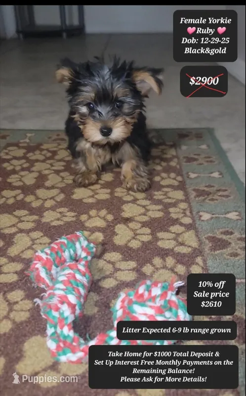 Ruby – Yorkshire Terrier puppy for sale in Tucson, AZ
