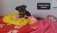 Ruby, a female Yorkshire Terrier for sale in Tucson, AZ – Photo 3 of 3
