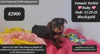 Ruby, a female Yorkshire Terrier for sale in Tucson, AZ – Photo 1 of 3