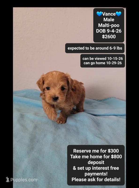 Vance – Maltipoo puppy for sale in Tucson, AZ