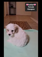 Delilah*900 take home, a female Havanese and Poodle - Toy  for sale in Tucson, AZ – 3 of 3