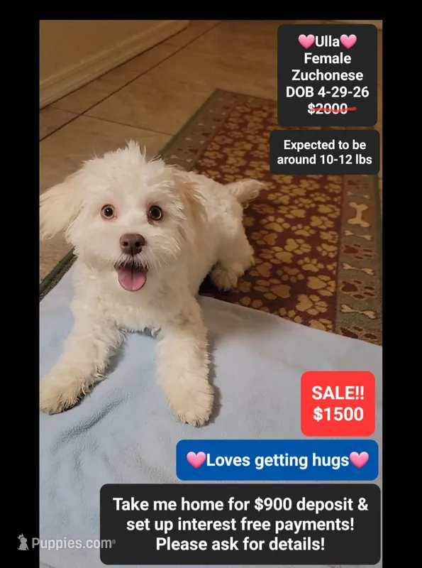 Ulla*900 take home – Havanese, Shichon puppy for sale in Tucson, AZ