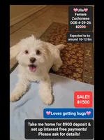 Ulla*900 take home, a female Havanese and Shichon for sale in Tucson, AZ – 1 of 3