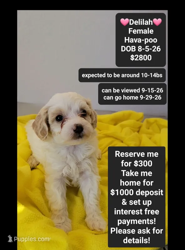Delilah*1000 take home – Havanese, Poodle - Toy  puppy for sale in Tucson, AZ