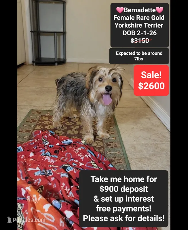 Bernadette*900 take home – Yorkshire Terrier puppy for sale in Tucson, AZ
