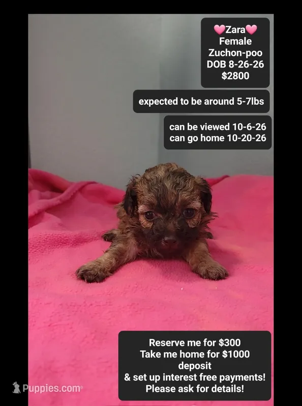 Zara*1000 take home – Poodle - Toy , Shichon puppy for sale in Tucson, AZ