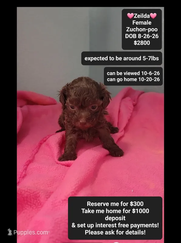 Zeilda*1000 take home – Poodle - Toy , Shichon puppy for sale in Tucson, AZ