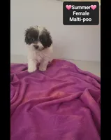 Summer*1000 take home, a female Maltipoo for sale in Tucson, AZ – 2 of 3