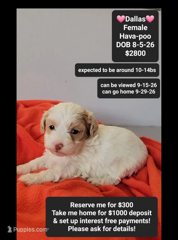 Dallas*1000 take home – Havanese, Poodle - Toy  puppy for sale in Tucson, AZ