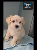 Soren, a male Poodle - Toy  and Morkie for sale in Tucson, AZ – 2 of 3