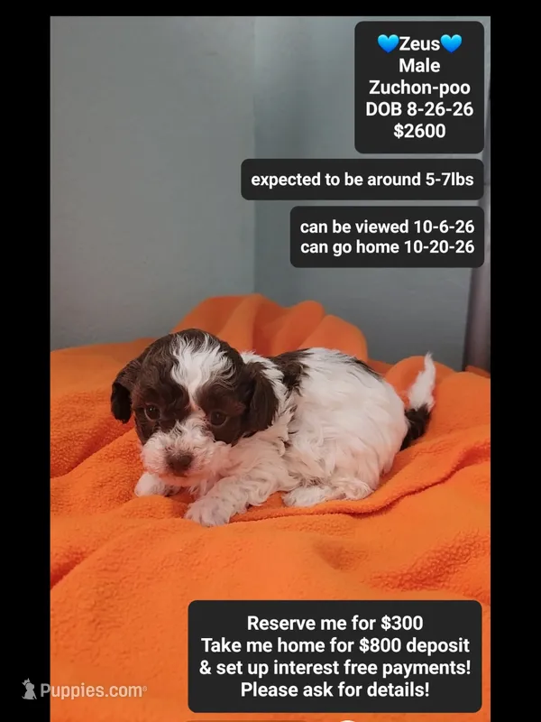 Zeus*800 take home – Poodle - Toy , Shichon puppy for sale in Tucson, AZ