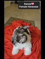 Kenzie, a female Havanese for sale in Tucson, AZ – 3 of 5