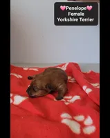 Penelope , a female Yorkshire Terrier for sale in Tucson, AZ – 2 of 3